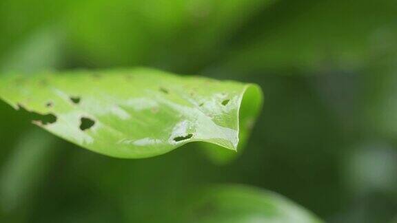微距镜头下嫩绿的树叶湿润形成水滴雨后