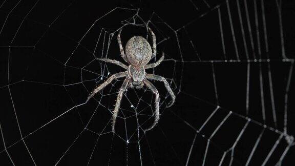 蜘蛛在夜晚织网