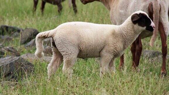 小羊在草地上拉屎