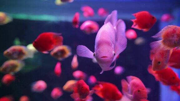 红色的鱼在水族馆里游泳