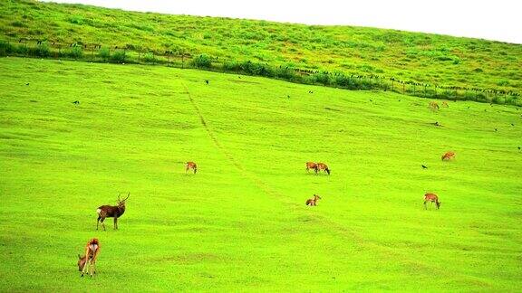奈良鹿在日本奈良公园自由漫步用作副词或其他用途