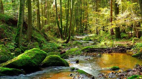 小溪在秋天的森林里流动