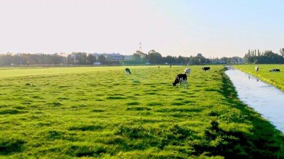 绿色草地上许多反刍的牛
