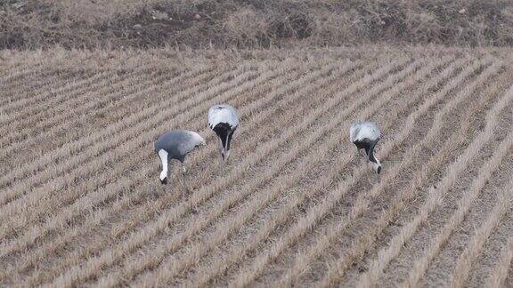 在韩国的稻田里三只白鹤正在吃稻子