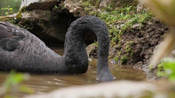 黑天鹅在池塘里游泳