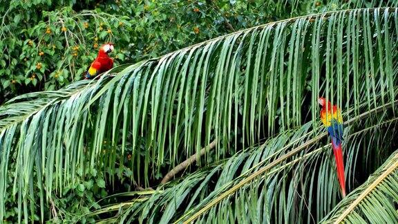 野生猩红色金刚鹦鹉哥斯达黎加