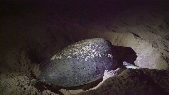 乌龟在海滩上产卵