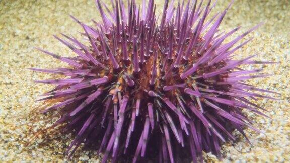 海胆在沙滩上行走紫海胆(Paracentrotuslividus)水下拍摄地中海、欧洲