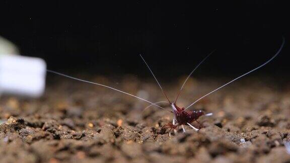 雄性苏拉威西白运动矮虾在淡水水族缸的水生土壤中前后移动或四处移动寻找食物