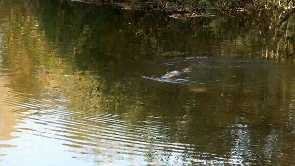 一只鸭嘴兽在河里游泳