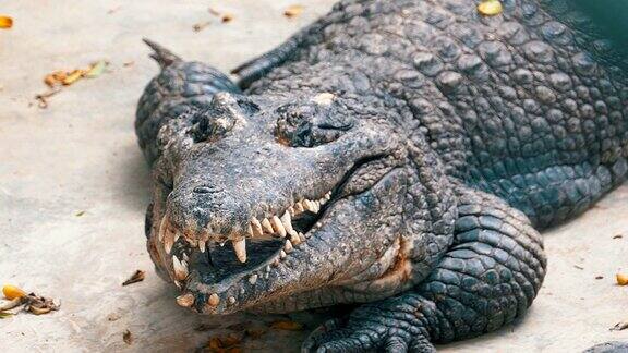 动物园里一只张着大嘴的鳄鱼躺在地上泰国亚洲