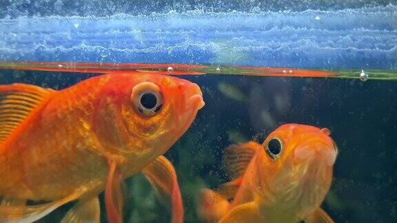 金鱼在水族馆