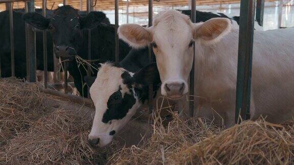 在产奶农场里吃奶的一群奶牛