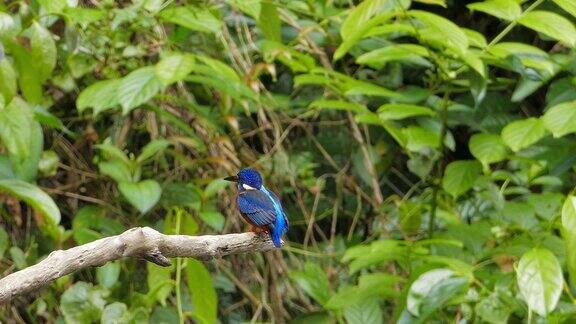 热带雨林中栖息在树枝上的蓝耳翠鸟