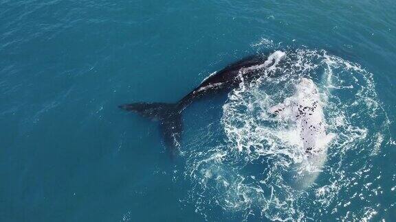 罕见的斑纹(白色)南露脊鲸和它的妈妈;南非Hermanus蓝色沿海水域的鸟瞰图