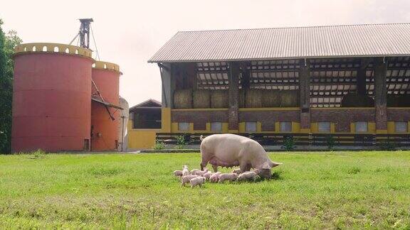 猪的家庭在一个绿色的露天草坪上小狗从他们的母亲喂奶