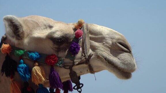 埃及沙姆沙伊赫海滩上装饰的骆驼的特写