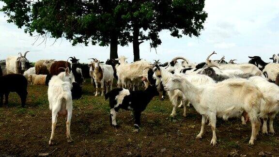 农场里有趣的山羊天然牧场上的一群山羊野生动物和生态环境
