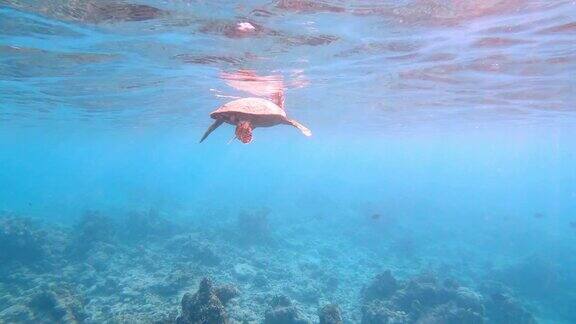 海龟在海里游泳