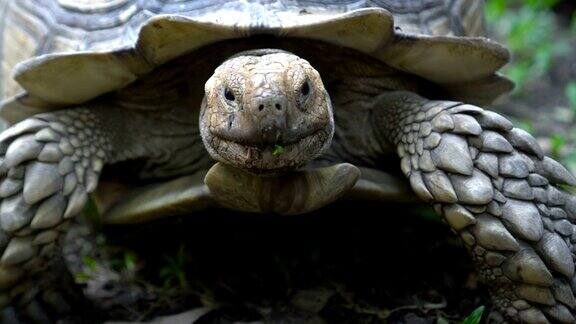 苏尔卡塔乌龟走向摄像机的镜头