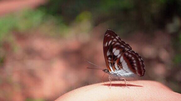 热带雨林蝴蝶在人类手上的特写