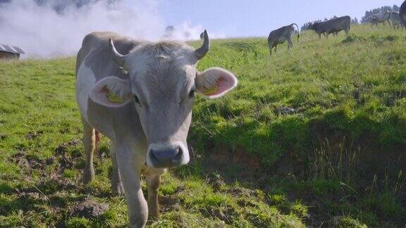 好奇的母牛在山上慢动作