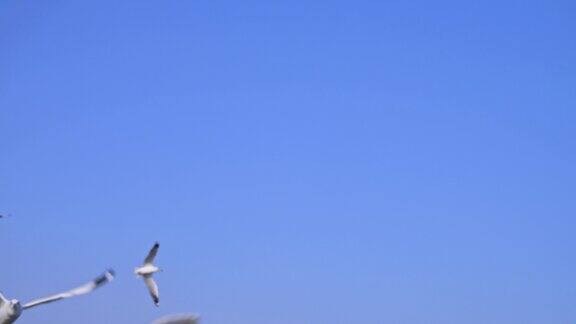 一群海鸥在蓝天上飞翔慢动作