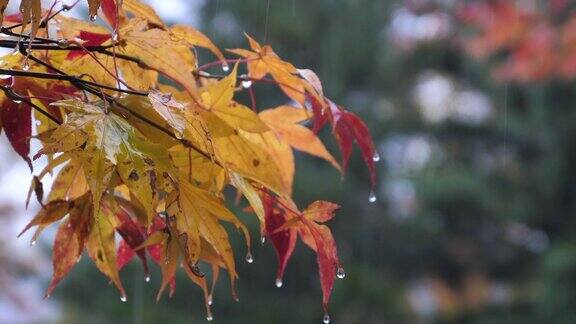 秋天的时候红叶随雨而变色