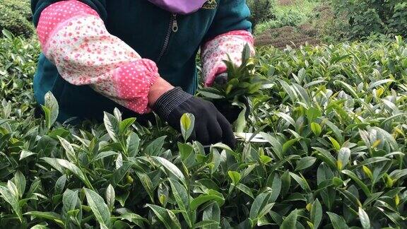 农民们正在采摘茶叶
