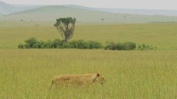 孤独的狮子行走在大草原上
