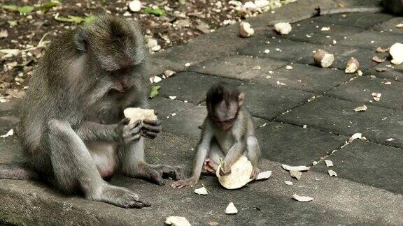 巴厘岛乌布猕猴和幼猴正在吃红薯