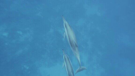 两只海豚在海里游泳
