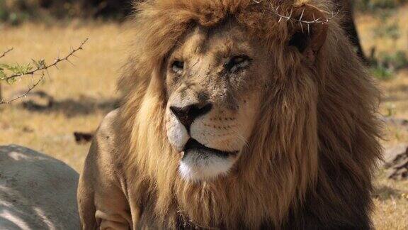 南非克鲁格国家公园的狮子特写