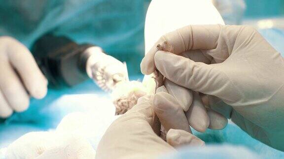 兽医正在为宠物的肢体进行植骨手术在手术室里医生用医用钻和针在动物身上固定腿骨骨折