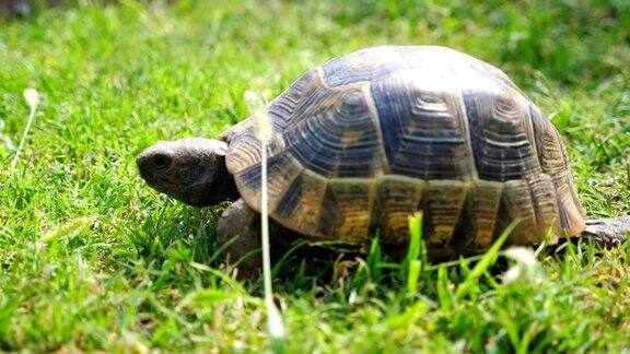 看那只老乌龟在绿草上慢慢地爬乌龟探索自然环境野生动物在它的栖息地慢镜头