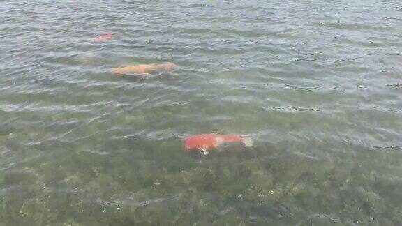 在阳光明媚的日子里鲜红的鲤鱼或锦鲤在清澈的湖里游泳