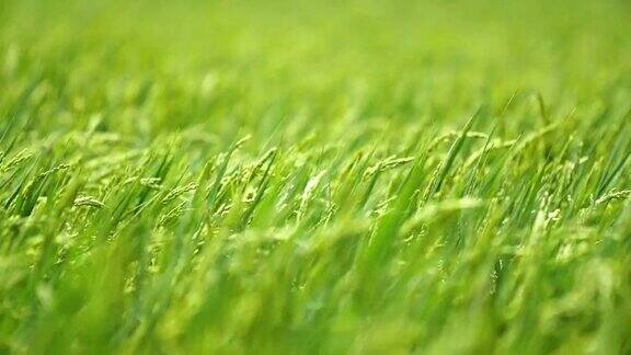 绿色的稻田背景