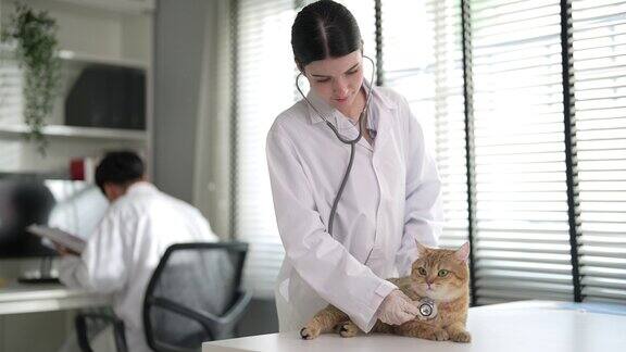 兽医在兽医诊所检查一只可爱的小猫的健康状况