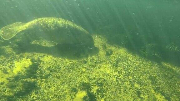 在美国佛罗里达州瓦库拉温泉河中游泳的海牛