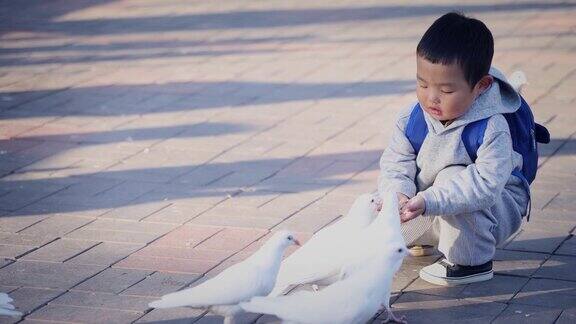 一个小男孩在公园喂一群鸽子