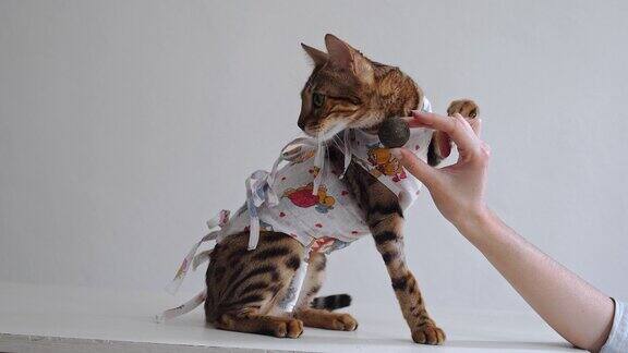 孟加拉猫在医疗绷带在梳妆台上在兽医诊所消毒后