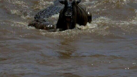 一个大型鳄鱼攻击马拉河中的成年角马的特写