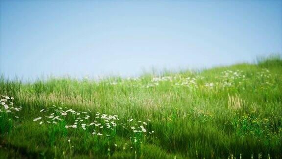 蔚蓝的天空下碧绿的草地