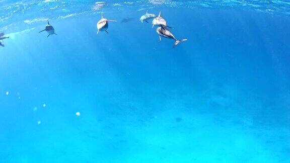 海豚包水下风景