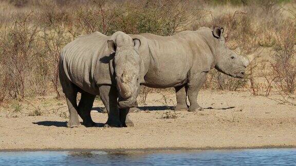 两只濒临灭绝的白犀牛在水坑南非