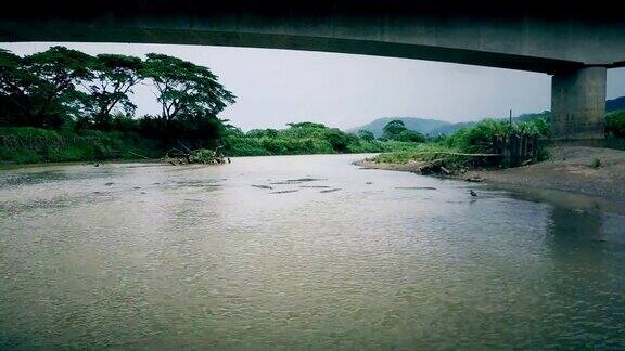 在一座桥下里约热内卢Tarcoles哥斯达黎加-野生鳄鱼