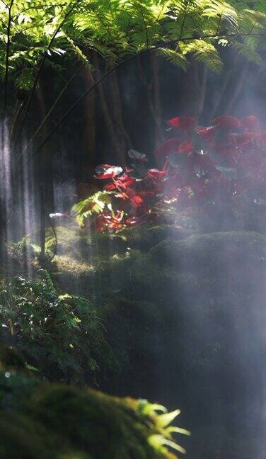 光与影在森林中延续生命