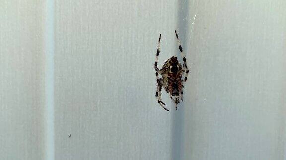 一只大蜘蛛坐在蛛网上动了又跑蜘蛛恐惧症