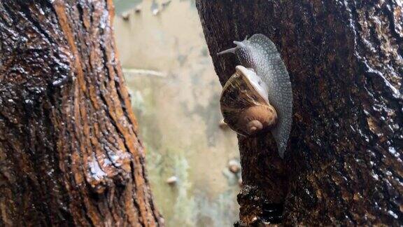 蜗牛在树表面雨后-普通花园蜗牛股票视频