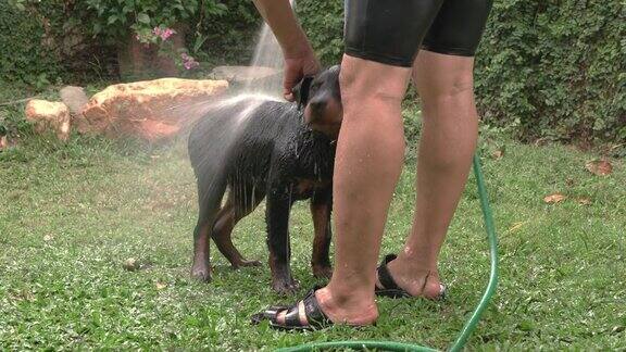 狗狗洗澡人们在房子的花园里给狗洗澡真正的时间